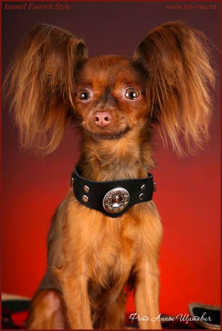 Publication : Kalinka Style