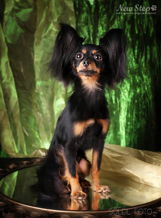 Publication : Kalinka Style Auteur : Surikova L.A