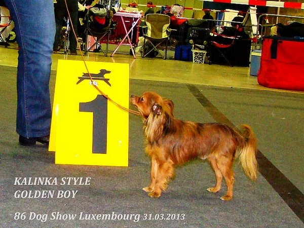 CH. Kalinka Style Golden boy - 1 Excellent. classe intermediaire. CACS