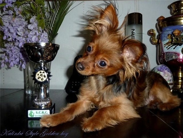 CH. Kalinka Style Golden boy - Tres Prometteur