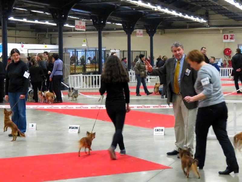 CH. Kalinka Style Golden boy - 2Excellent RCACS-RCACIB