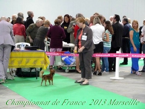 CH. Kalinka Style Golden boy - 1 Excellent,classe intermediaire