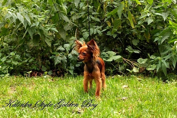 CH. Kalinka Style Golden boy - 1 Excellent,classe jeune.JCAC. Meilleure jeune,CW