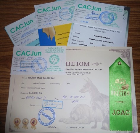 CH. Kalinka Style Golden boy - 1 Excellent,classe jeune.JCAC. Meilleure jeune,CW .BOB