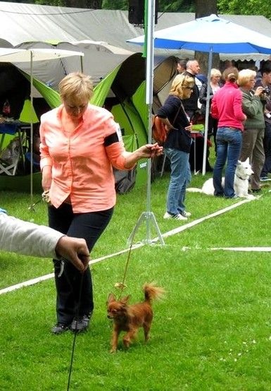 CH. Kalinka Style Golden boy - Classe Champion 1Exlcellent - Meilleur sujet de sa Race