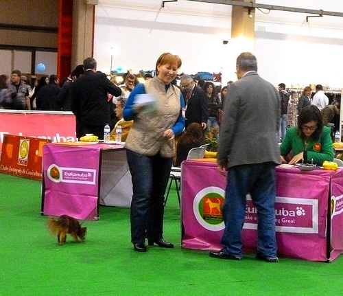 CH. Kalinka Style Golden boy - 1 Excellent,classe intermediaire CACS-QC. CACIB.Meilleure de race