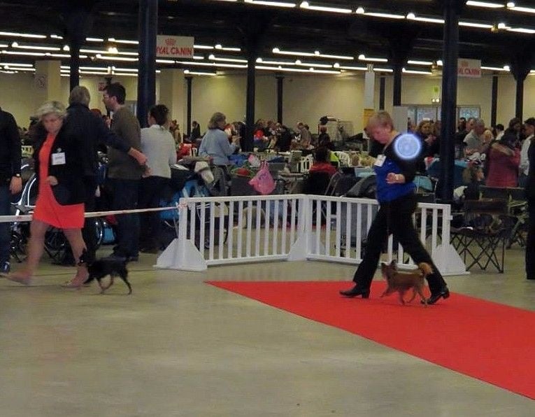 CH. Kalinka Style Golden boy - Excellent 2 /classe Ch/