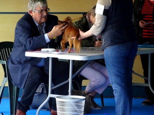 CH. Kalinka Style Golden boy - 1 Excellent CACB Meilleur de Race