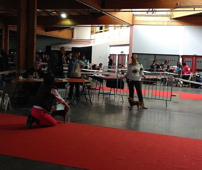 CH. Kalinka Style Golden boy - 2 Excellent