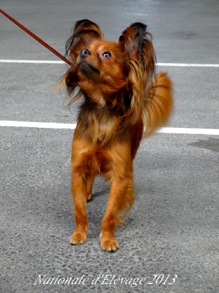 CH. Kalinka Style Golden boy - 1 Excellent,classe intermediaire - CACS