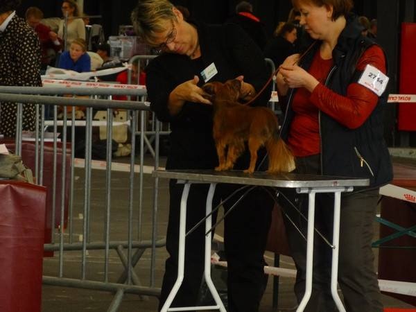 CH. Kalinka Style Golden boy - 2Excellent RCACS