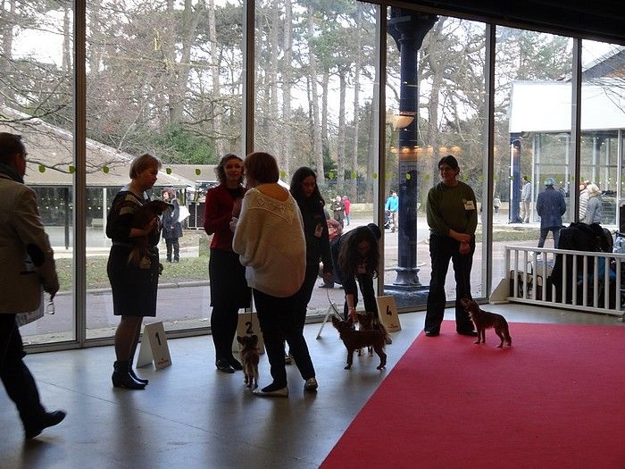 CH. Kalinka Style Golden boy - 1 Excellent /classe Ouverte/