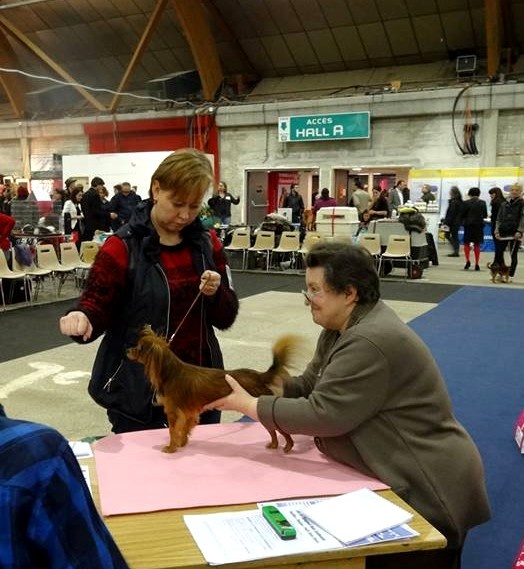 CH. Kalinka Style Golden boy - 1 Excellent CACS Meilleur de Race