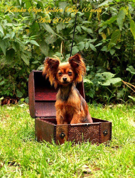 CH. Kalinka Style Golden boy - 1 Excellent,classe jeune.JCAC. Meilleure jeune,CW