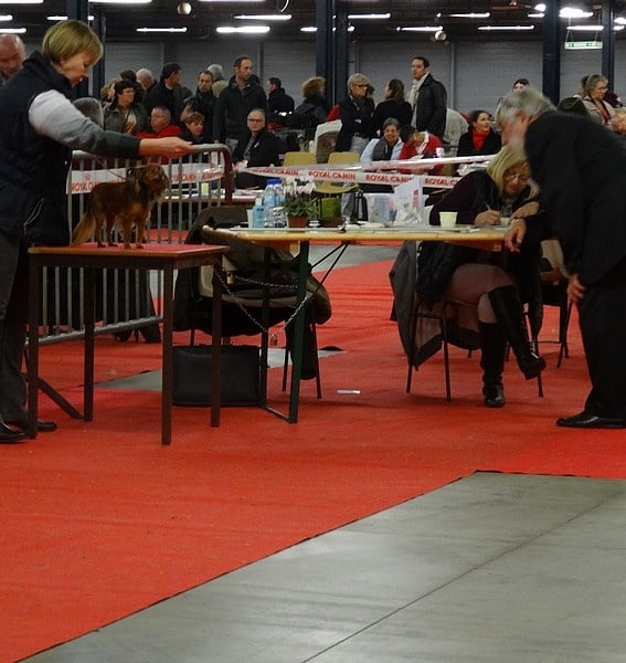 CH. Kalinka Style Golden boy - 1 Excellent CACS Meilleur de Race /adulte/