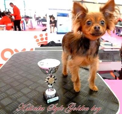 CH. Kalinka Style Golden boy - Tres Prometteur - Meilleur Puppy