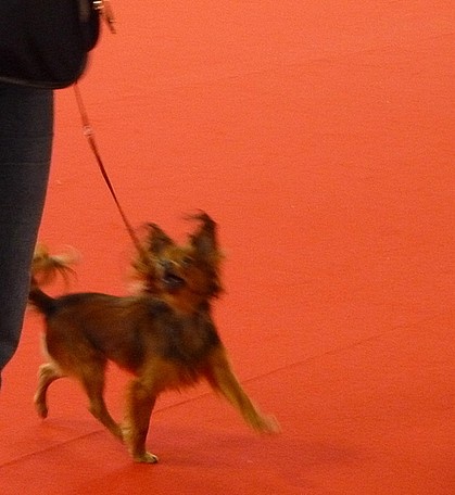 CH. Kalinka Style Golden boy - 2 Excellent,classe intermediaire