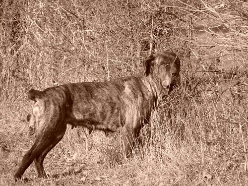 Publication : des Terres de la Gatine Auteur : fleho audrey