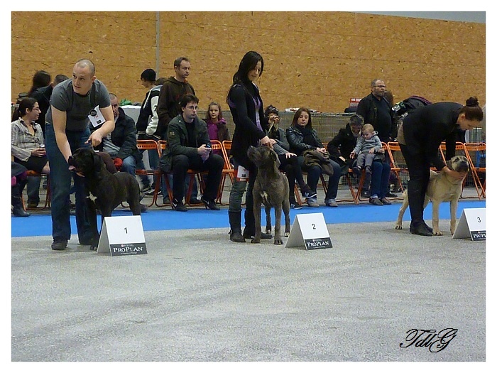 Guccia des Terres de la Gatine - 2eme PROMETTEUR