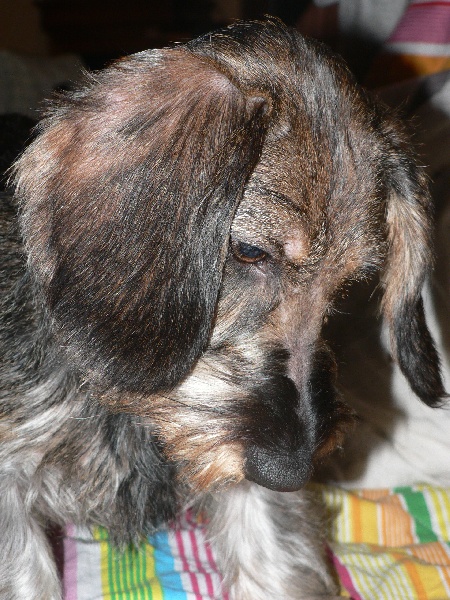 Publication : des Petites Pattes du Causse Auteur : LOMPECH LUDOVIC