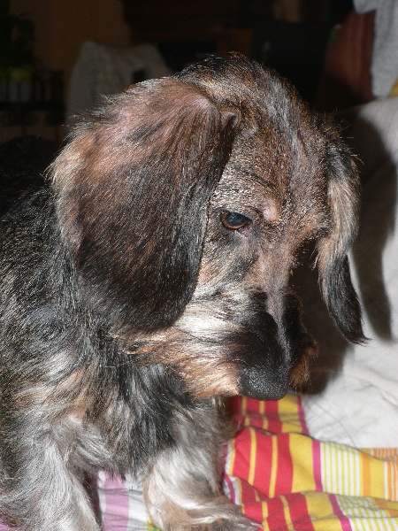 Publication : des Petites Pattes du Causse Auteur : LOMPECH LUDOVIC