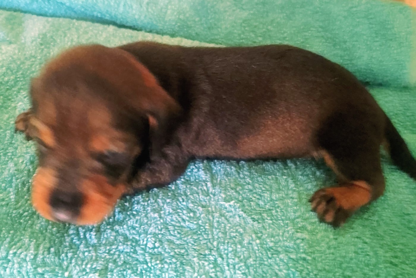 Chiot N°3 - Teckel poil dur
