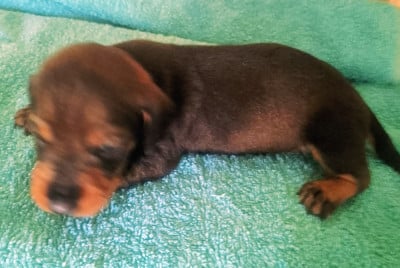Les chiots de Teckel poil dur