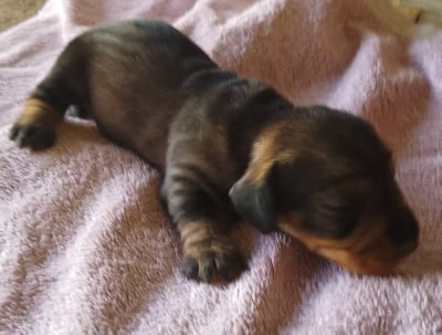 Les chiots de Teckel poil dur