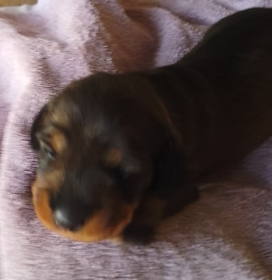 Les chiots de Teckel poil dur