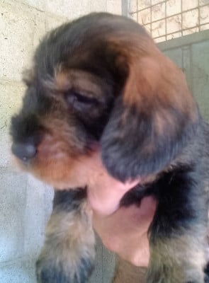 Les chiots de Teckel poil dur