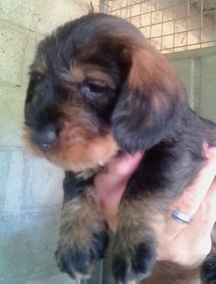 Les chiots de Teckel poil dur