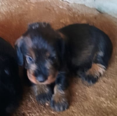 Les chiots de Teckel poil dur