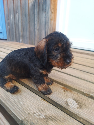 Les chiots de Teckel poil dur