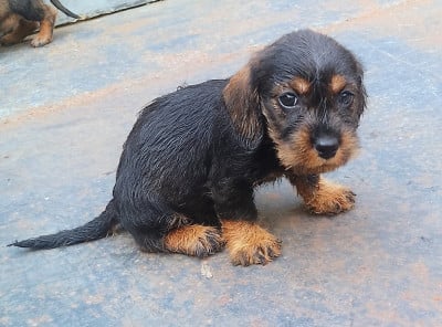 Chiot N°5 - Teckel poil dur