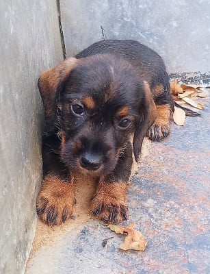 Chiot N°6 - Teckel poil dur