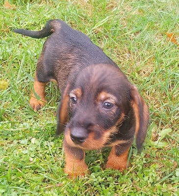 Les chiots de Teckel poil dur