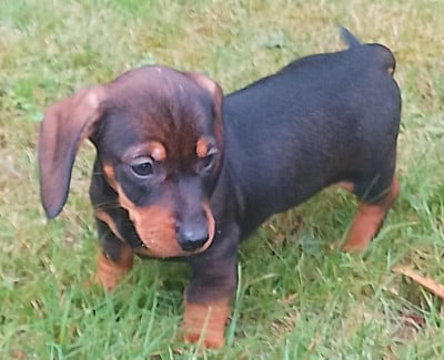 Les chiots de Teckel poil dur