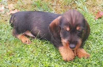 Les chiots de Teckel poil dur