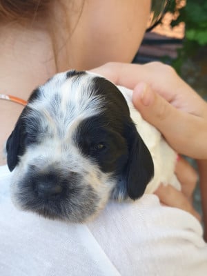 Les chiots de Cocker Spaniel Anglais