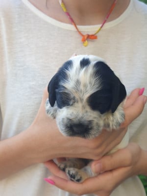 Les chiots de Cocker Spaniel Anglais