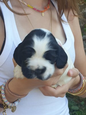 Les chiots de Cocker Spaniel Anglais