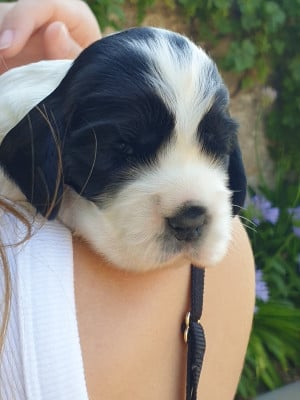 Les chiots de Cocker Spaniel Anglais