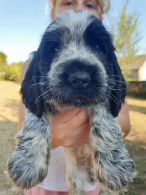 Les chiots de Cocker Spaniel Anglais