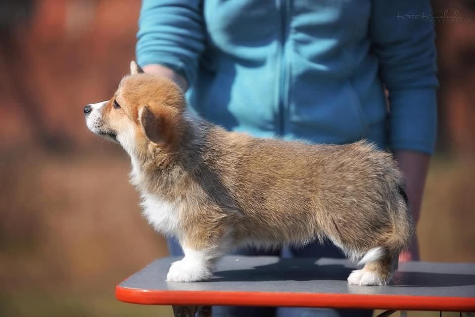 Publication : des Prestiges d'Aranjuez Auteur : Rosalie NOEL