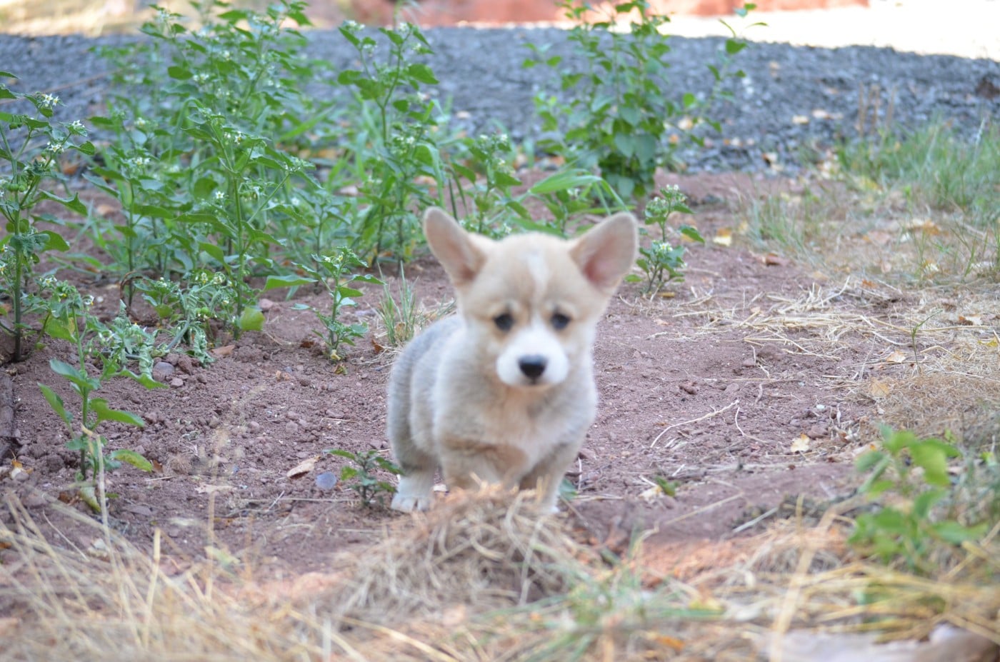 Welsh Corgi Pembroke - des Prestiges d'Aranjuez
