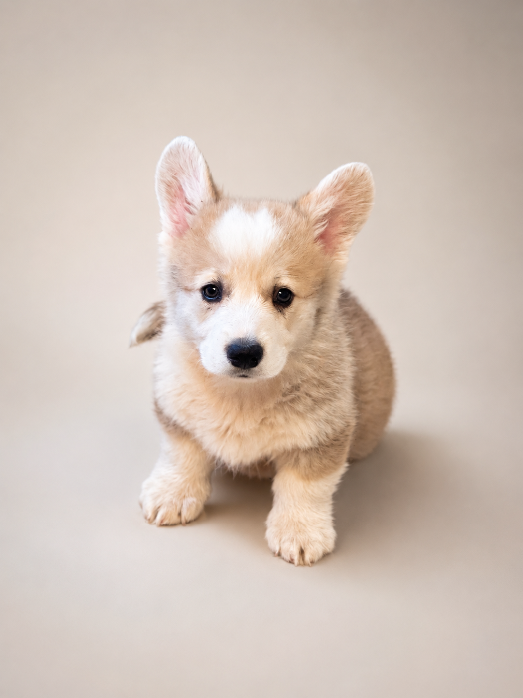 CHIOT 6 - Welsh Corgi Pembroke