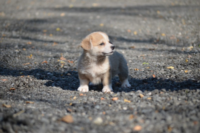 Les chiots de Welsh Corgi Pembroke