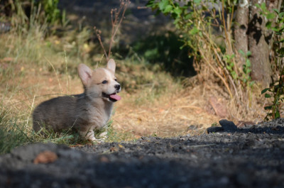 Les chiots de Welsh Corgi Pembroke