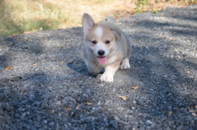 Les chiots de Welsh Corgi Pembroke