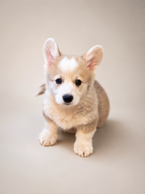 Les chiots de Welsh Corgi Pembroke